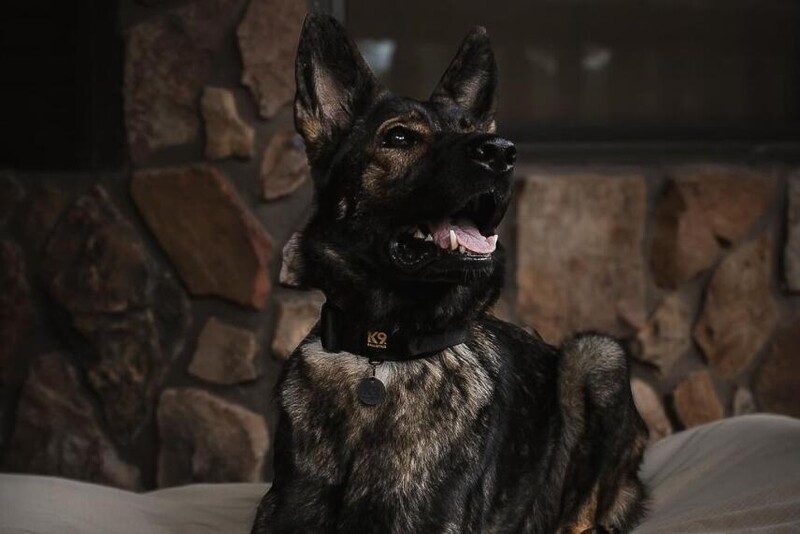 K9